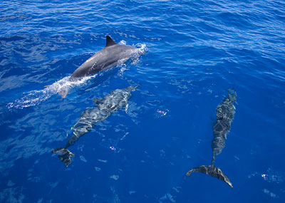 Ultimate Seafari